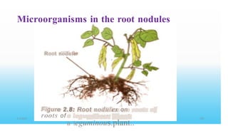 Microorganisms in the root nodules
Root nodule
P
Figure 2.8: Root nodules on
roots of
a leguminous.plant..
8/3/2023 0
 