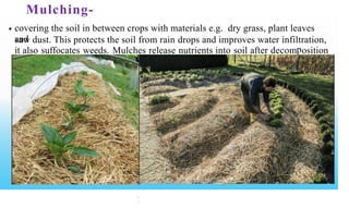 Mulching-
covering the soil in between crops with materials e.g. dry grass, plant leaves
and
•
saw dust. This protects the soil from rain drops and improves water infiltration,
it also suffocates weeds. Mulches release nutrients into soil after decom osition
=.
« ad
5
R
s
i ' r » •
 