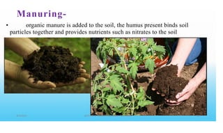Manuring-
• organic manure is added to the soil, the humus present binds soil
particles together and provides nutrients such as nitrates to the soil
 