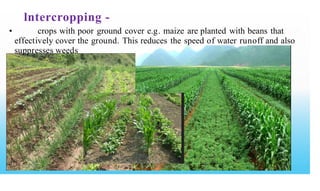 lntercropping -
• crops with poor ground cover e.g. maize are planted with beans that
effectively cover the ground. This reduces the speed of water runoff and also
suppresses weeds
 