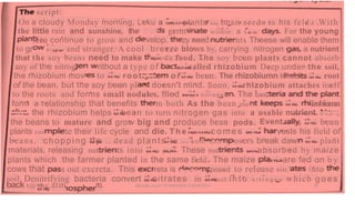 script:
a cloudy Monday morning, Leku a
On
the
f a r m e r plants soy bean seeds in his feld. With
little rain and sunshine, the
seec
germ w i t h i n a f e w For the young
to continue to grow and nts Theese will enable them
velop. zy need
b i g g e r and stranger. A cool breeze
to gr blows by, carrying nitrogen a nutrient
h e i r own food. The soy bean plants cannot absorb
that the soy beans need to make
any of the nitrog
the rhizobium mov
a type t e r i a called rhizobium Deep under the soil,
rithout
to t h e
of
o f t h e bean. t h e root
The rhizobiumn inhao
root s y s t
of the
to the
bean, but
roots and
soy bean pl Soon, t h e rhizobium attaches itself
the doesn't mind.
forms small nodules. flled The bax
w i t h n i t r o g e
izobiumn
form a relationship that benefits m both As the bean plar t h e
t h e bean to turn nitrogen gas into a
a l i v e , the rhizobium helps usable
Event
nutrient N o w ,
t h e bean
the beans to mature and grow big and produce bean pods.
te their life cycle and die. T h e f a r m e r c o m e s his field of
t h e plant
plants coi vests
a n d
beans, chopping up t h e dead plants in t h e s o i l . u e o n osers break daw
ts into t h e < o i l . These nut a r e absorbed by maize
materials, releasing nut
plants which the farmer planted in the same field. The maize n t s are fed on b y
cows that s out excreta. This posed to release into
reta is nitr,
a - o r
soil. Denitrifying bacteria convert t h e soil i n t o n i t r o g e n which g o e s
t h e nitrates in
back t@'the atm re. ePereR.to«ov 778001502/ 758795415 93
 