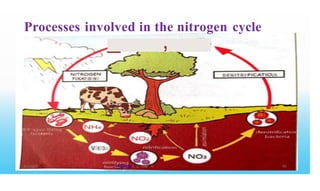 Processes involved in the nitrogen cycle
_ ,
· - • D E N I T R I rN
4 - A .
• T O N
[
w t a g e r f i x i n g
'a
] tac
I
V t 3
r t r i f y w r w
to e ++@RETER .L. ORT N
778001502/ 7 58795415
8/3/2023
 