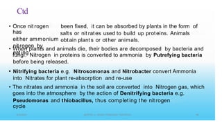 Ctd
• Once nit rogen
has
eit her ammonium
nit rogen by
eat ing
been fixed, it can be absorbed by plants in the form of
salt s or nit rates used to build up proteins. Animals
obtain plant s or ot her animals.
• When plants and animals die, their bodies are decomposed by bacteria and
fungi. Nitrogen in proteins is converted to ammonia by Putrefying bacteria
before being released.
Nitrifying bacteria e.g. Nitrosomonas and Nitrobacter convert Ammonia
into Nitrates for plant re-absorption and re-use
•
• The nitrates and ammonia in
goes into the atmosphere by
the soil are converted into Nitrogen gas, which
the action of Denitrifying bacteria e.g.
Pseudomonas and thiobacillus, thus complet ing the nit rogen
cycle
 