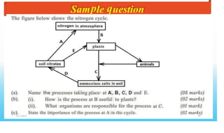 Sam le uestion
The figure below shows the
nitrogen
nitrogen cycle.
in atmosphere
B
plants
soil nitrates
ammonium salts in soil
(05 marks)
(02 marks)
(0I mark)
(02 marks)
99
(a).
(b).
Name the processes taking place at A, B, C, D and E.
(i).
(ii).
State
How is the process at B useful to plants?
What organisms are responsible for the process
the imporlance of the process at A in the cycle.
at C.
(c).
8/3/2023
 