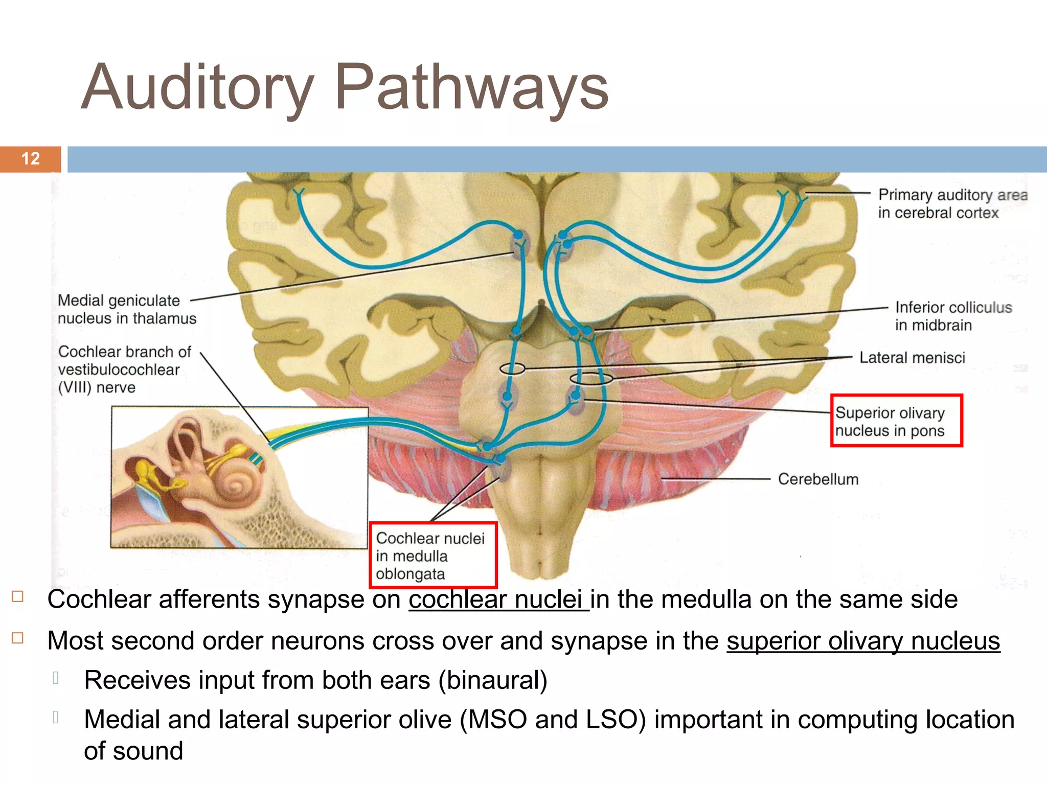 Anatomy and Physiology of the Auditory System | PPT