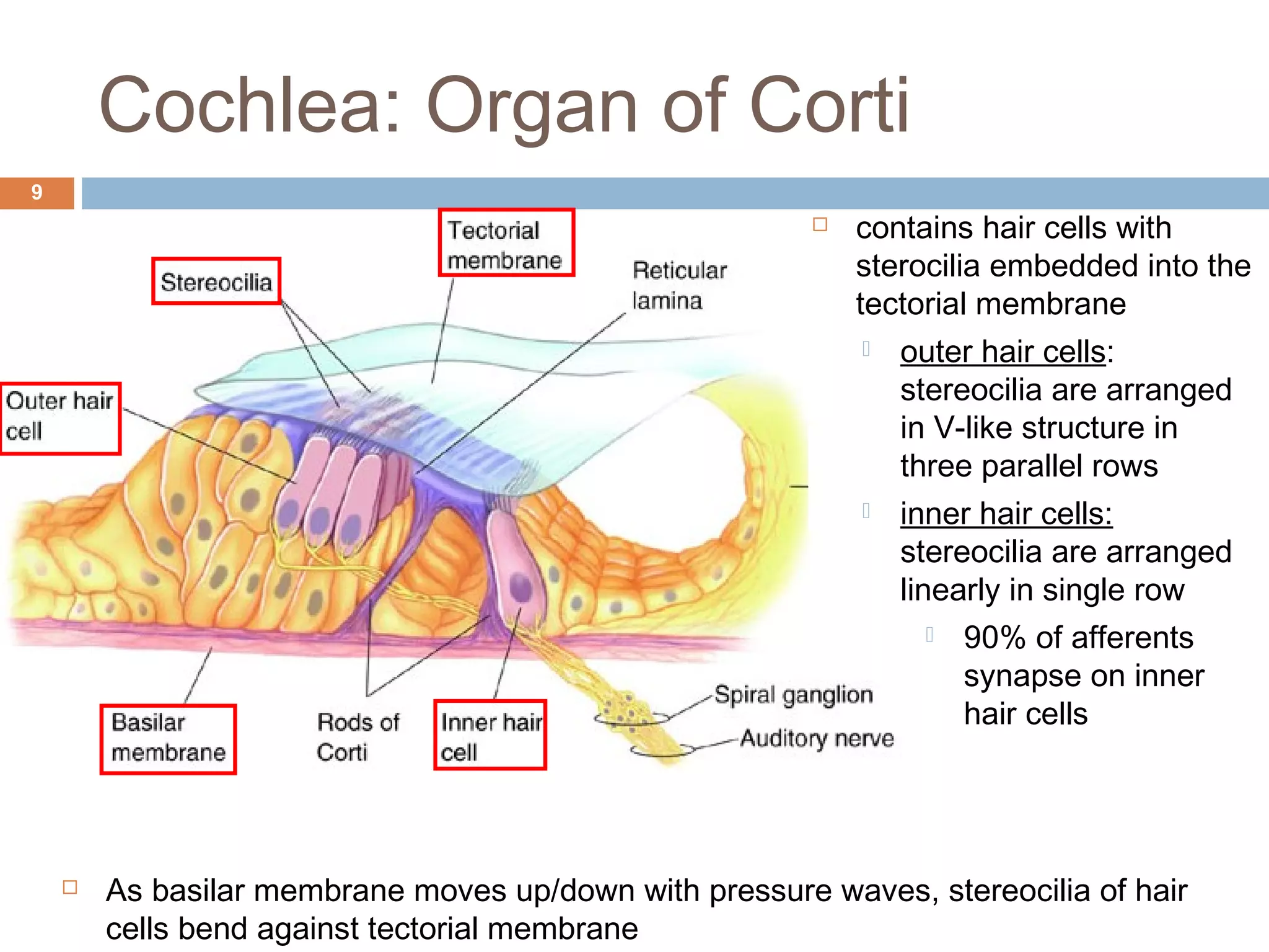 Anatomy and Physiology of the Auditory System | PPT