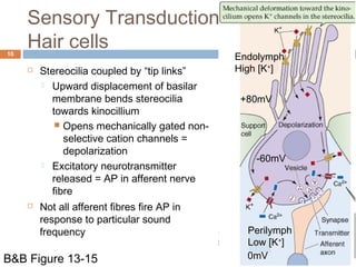 Sensory Transduction:
Hair cells10
 Stereocilia coupled by “tip links”
 Upward displacement of basilar
membrane bends stereocilia
towards kinocillium
 Opens mechanically gated non-
selective cation channels =
depolarization
 Excitatory neurotransmitter
released = AP in afferent nerve
fibre
 Not all afferent fibres fire AP in
response to particular sound
frequency
B&B Figure 13-15
Endolymph
High [K+
]
Perilymph
Low [K+
]
+80mV
-60mV
0mV
 