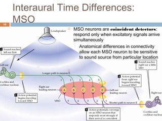 Interaural Time Differences:
MSO16
 MSO neurons are coincident detectors:
respond only when excitatory signals arrive
simultaneously
 Anatomical differences in connectivity
allow each MSO neuron to be sensitive
to sound source from particular location

 
