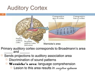 Auditory Cortex
17
Primary auditory cortex corresponds to Broadmann’s area
_____ and ______
 Sends projections to auditory association area
 Discrimination of sound patterns
 Wernicke’s area: language comprehension
 Lesion to this area results in receptive aphasia
Wernicke’s area
 