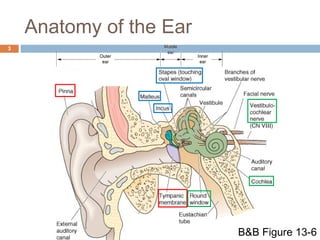 Anatomy and Physiology of the Auditory System | PPT
