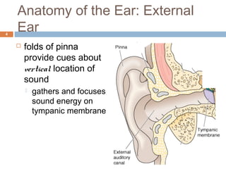 Anatomy and Physiology of the Auditory System | PPT