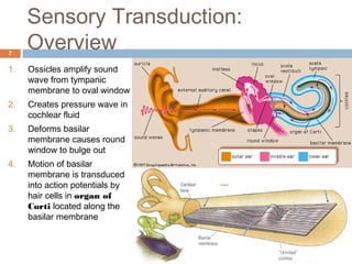 Sensory Transduction:
Overview7
1. Ossicles amplify sound
wave from tympanic
membrane to oval window
2. Creates pressure wave in
cochlear fluid
3. Deforms basilar
membrane causes round
window to bulge out
4. Motion of basilar
membrane is transduced
into action potentials by
hair cells in organ of
Corti located along the
basilar membrane
 