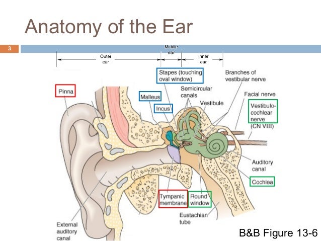 Anatomy and Physiology of the Auditory System