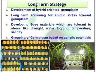 Long Term Strategy
Development of hybrid oriented germplasm
Long term screening for abiotic stress tolerant
germplasm
Developing Base materials which are tolerant to
stress like drought, water logging, temperature,
salinity
Grouping of Germplasm based on genetic potentials
 