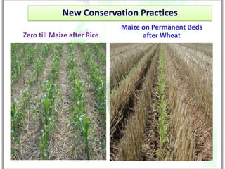 New Conservation Practices
                             Maize on Permanent Beds
Zero till Maize after Rice         after Wheat
 