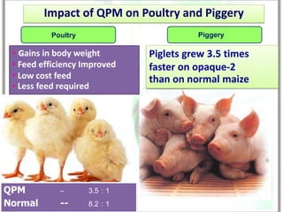 Impact of QPM on Poultry and Piggery
          Poultry                       Piggery

 • Gains in body weight       Piglets grew 3.5 times
 • Feed efficiency Improved   faster on opaque-2
 • Low cost feed              than on normal maize
 • Less feed required




QPM          --     3.5 : 1
Normal       --     8.2 : 1
 