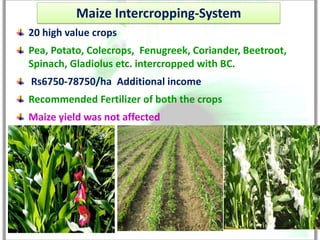 Maize Intercropping-System
20 high value crops
Pea, Potato, Colecrops, Fenugreek, Coriander, Beetroot,
Spinach, Gladiolus etc. intercropped with BC.
Rs6750-78750/ha Additional income
Recommended Fertilizer of both the crops
Maize yield was not affected
 