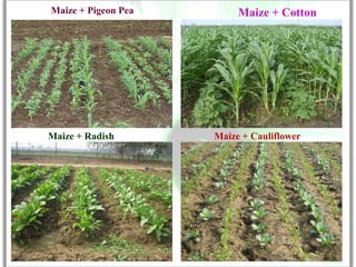 Maize + Pigeon Pea        Maize + Cotton




Maize + Radish       Maize + Cauliflower
 