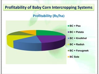 Profitability of Baby Corn Intercropping Systems
               Profitability (Rs/ha)

                                       BC + Pea

                                       BC + Potato

                                       BC + Knolkhol

                                       BC + Radish

                                       BC + Fenugreek

                                       BC Sole
 