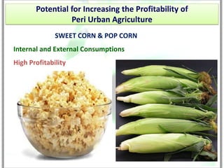 Potential for Increasing the Profitability of
                 Peri Urban Agriculture
              SWEET CORN & POP CORN
Internal and External Consumptions
High Profitability
 