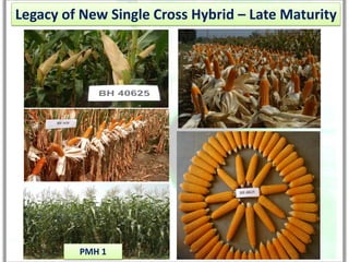 Legacy of New Single Cross Hybrid – Late Maturity




         PMH 1
 