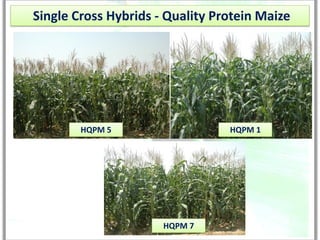 Single Cross Hybrids - Quality Protein Maize




        HQPM 5                   HQPM 1




                      HQPM 7
 