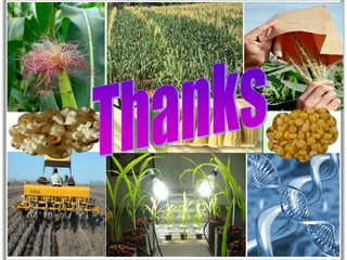 S3.3 Improving the maize productivity in India: Progress,