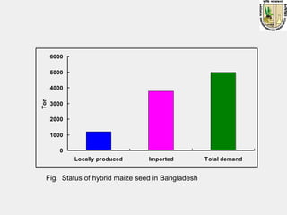 S3.4. MAIZE IMPROVEMENT IN BANGLADESH | PDF