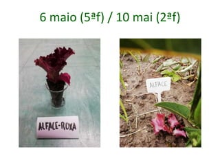 6 maio (5ªf) / 10 mai (2ªf)
 