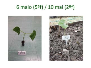 6 maio (5ªf) / 10 mai (2ªf)
 