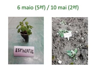 6 maio (5ªf) / 10 mai (2ªf)
 