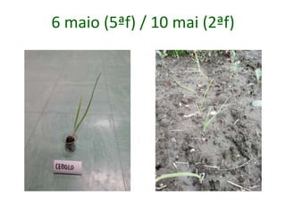 6 maio (5ªf) / 10 mai (2ªf)
 