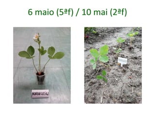 6 maio (5ªf) / 10 mai (2ªf)
 