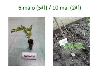 6 maio (5ªf) / 10 mai (2ªf)
 