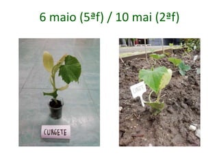 6 maio (5ªf) / 10 mai (2ªf)
 