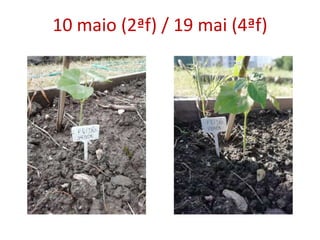 10 maio (2ªf) / 19 mai (4ªf)
 