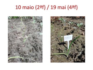 10 maio (2ªf) / 19 mai (4ªf)
 