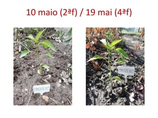 10 maio (2ªf) / 19 mai (4ªf)
 