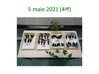 5 maio 2021 (4ªf)
 