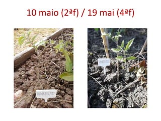 10 maio (2ªf) / 19 mai (4ªf)
 