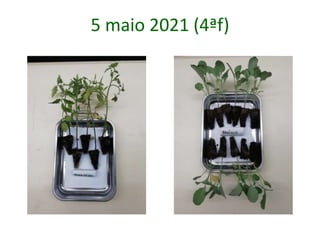 5 maio 2021 (4ªf)
 