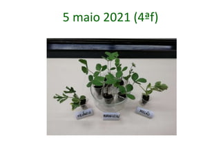 5 maio 2021 (4ªf)
 