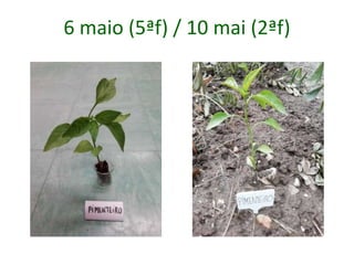 6 maio (5ªf) / 10 mai (2ªf)
 