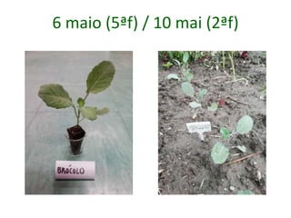 6 maio (5ªf) / 10 mai (2ªf)
 