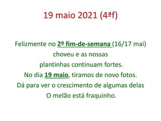 19 maio 2021 (4ªf)
Felizmente no 2º fim-de-semana (16/17 mai)
choveu e as nossas
plantinhas continuam fortes.
No dia 19 maio, tiramos de novo fotos.
Dá para ver o crescimento de algumas delas
O melão está fraquinho.
 