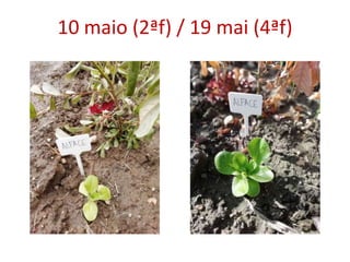 10 maio (2ªf) / 19 mai (4ªf)
 