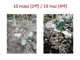 10 maio (2ªf) / 19 mai (4ªf)
 