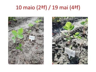 10 maio (2ªf) / 19 mai (4ªf)
 