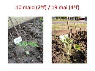 10 maio (2ªf) / 19 mai (4ªf)
 