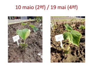 10 maio (2ªf) / 19 mai (4ªf)
 